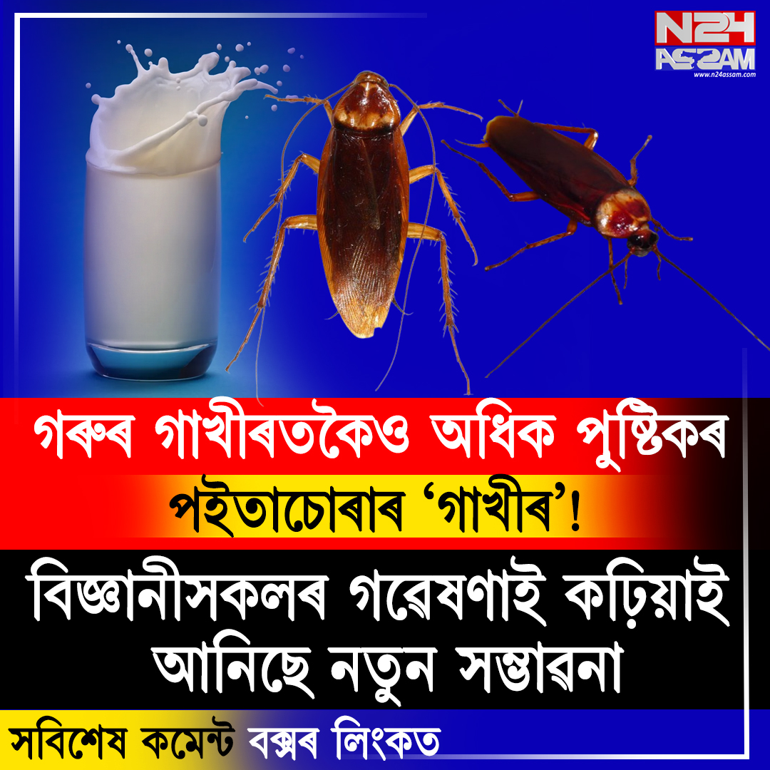 গৰুৰ গাখীৰতকৈও অধিক পুষ্টিকৰ পইতাচোৰাৰ ‘গাখীৰ’! বিজ্ঞানীসকলৰ গৱেষণাই কঢ়িয়াই আনিছে নতুন সম্ভাৱনা ।Cockroach