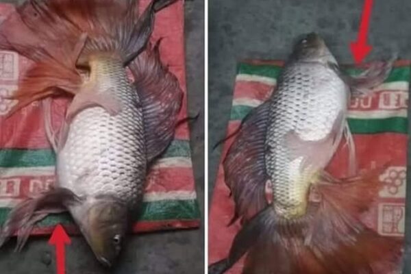 বজাৰত নতুন প্ৰজাতিৰ বাংলাদেশী ‘মিঞা মাছ’ – ৰৌমিঞা আৰু কাটলামিঞা ভাইৰেল! । MIYA FISH