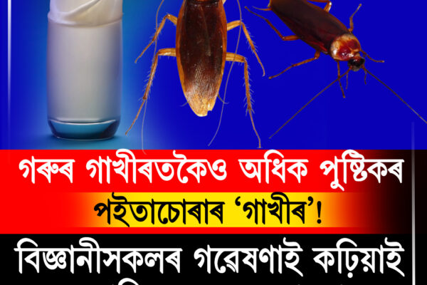 গৰুৰ গাখীৰতকৈও অধিক পুষ্টিকৰ পইতাচোৰাৰ ‘গাখীৰ’! বিজ্ঞানীসকলৰ গৱেষণাই কঢ়িয়াই আনিছে নতুন সম্ভাৱনা ।Cockroach